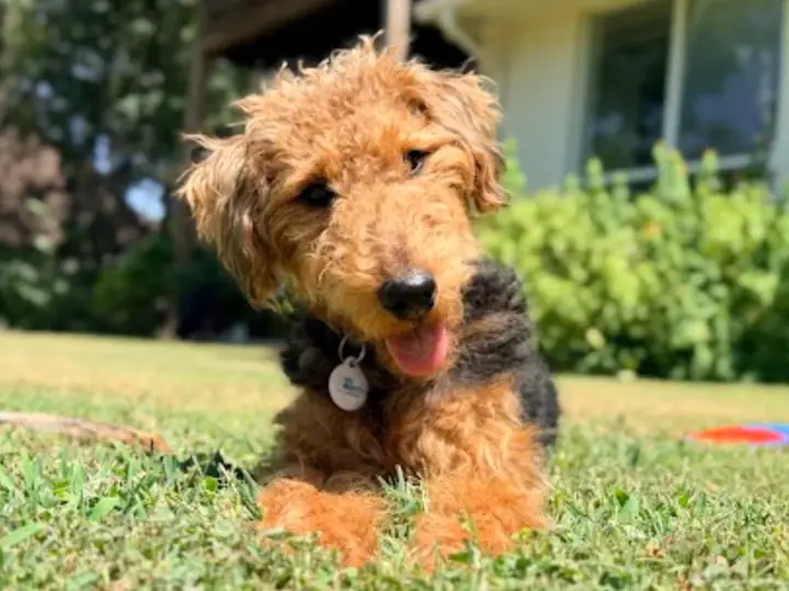 Frankie the Welsh Terrier, official mascot of Restday Home Cleaning in Toledo, lying in the grass